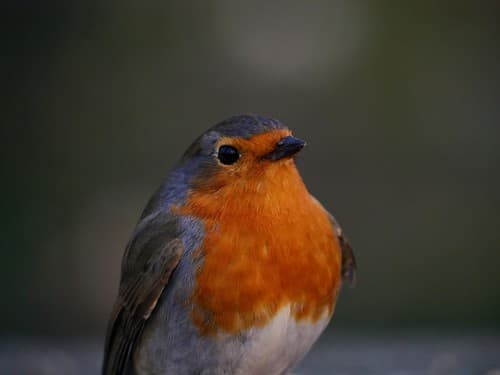 European Robin