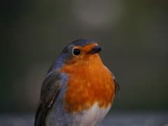 European Robin