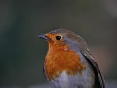 European Robin