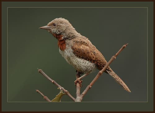 Red-throated Wryneck