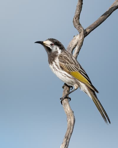 White-fronted Honeyeater
