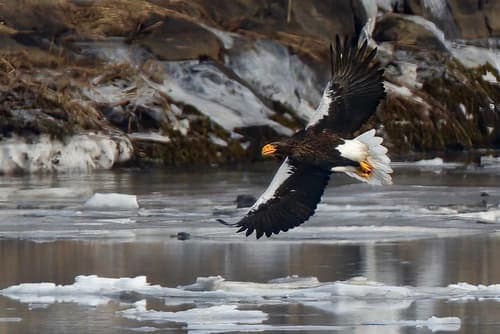 Steller's Sea-Eagle