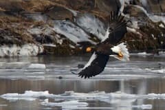 Steller's Sea-Eagle