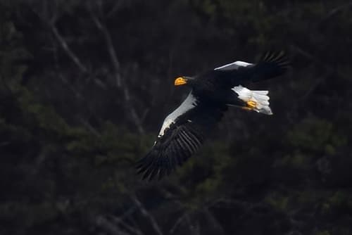 Steller's Sea-Eagle