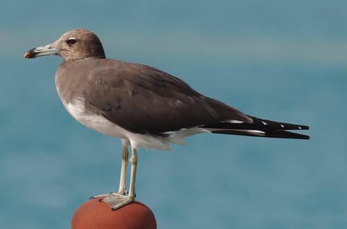 Sooty Gull