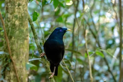 Satin Bowerbird
