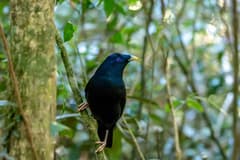 Satin Bowerbird