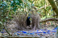 Satin Bowerbird