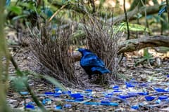 Satin Bowerbird