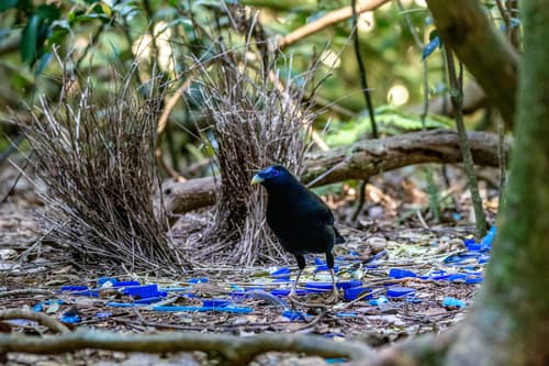 Satin Bowerbird
