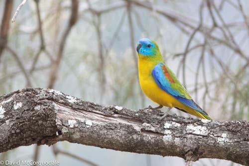 Turquoise Parrot