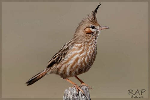 Lark-like Brushrunner