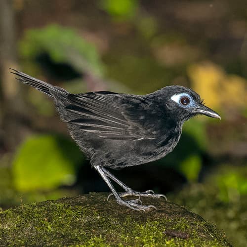 Zeledon's Antbird