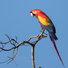 Scarlet Macaw