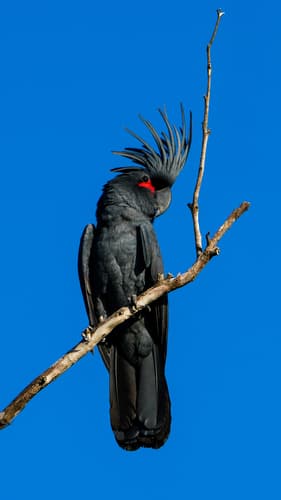 Palm Cockatoo