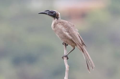 Helmeted Friarbird
