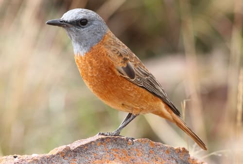 Cape Rock-Thrush