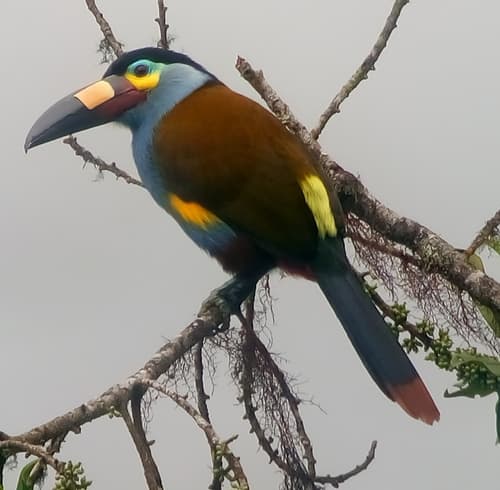 Plate-billed Mountain-Toucan