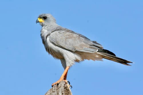 Eastern Chanting-Goshawk
