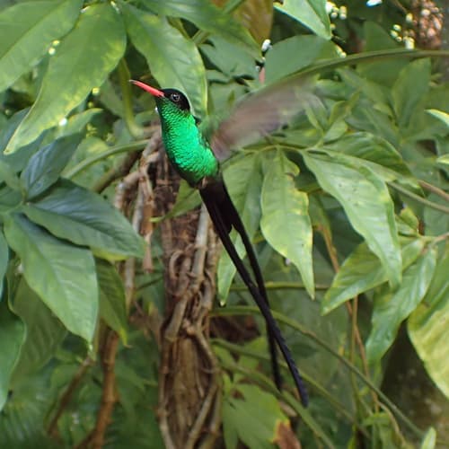 Red-billed Streamertail