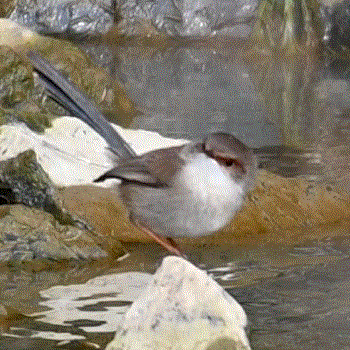Superb Fairywren