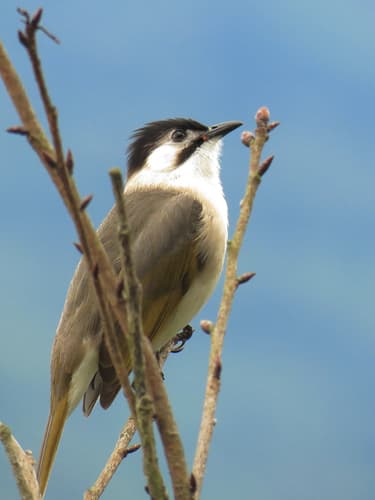 Styan's Bulbul