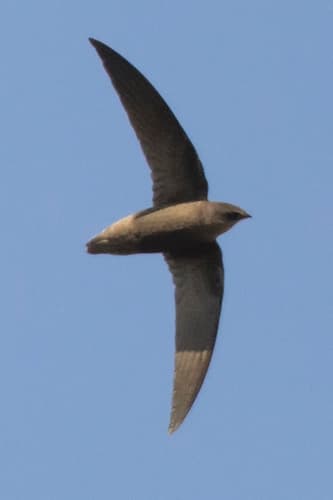 Sick's Swift