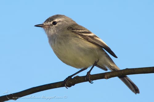 White-crested Tyrannulet