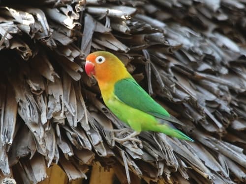 Fischer's Lovebird
