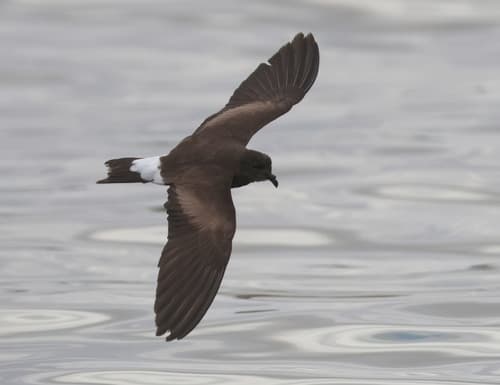 Wedge-rumped Storm-Petrel