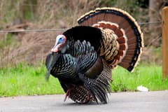 Wild Turkey