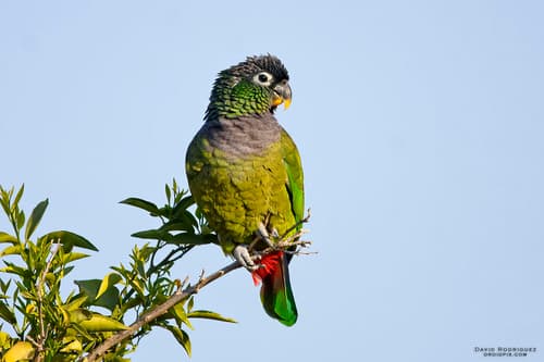 Scaly-headed Parrot