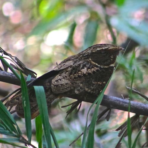 Rufous Nightjar