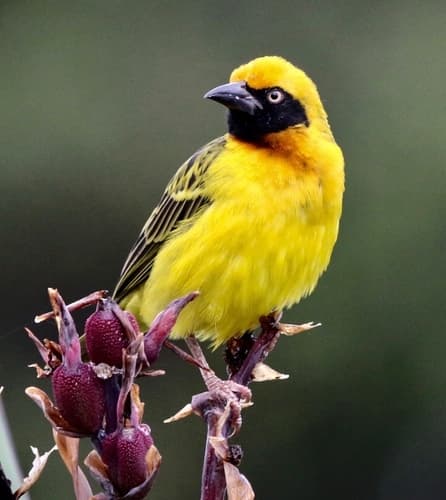 Speke's Weaver
