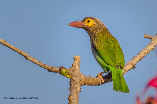 Brown-headed Barbet
