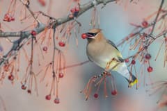 Cedar Waxwing