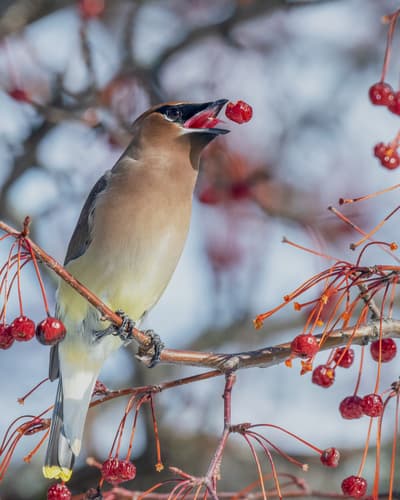Cedar Waxwing
