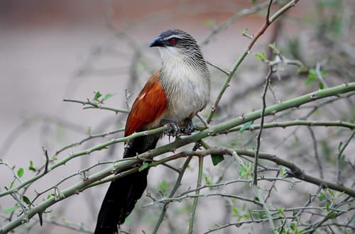 White-browed Coucal