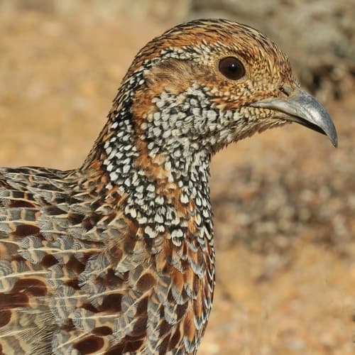 Gray-winged Francolin