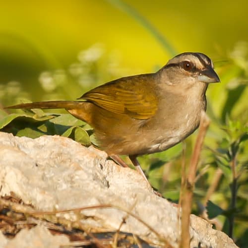 Green-backed Sparrow