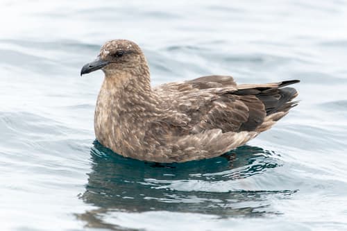 Chilean Skua