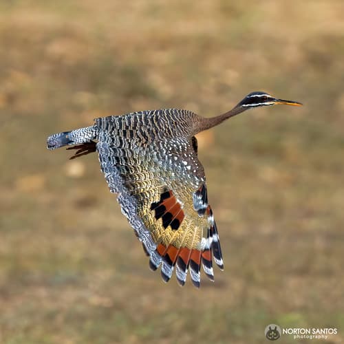 Sunbittern