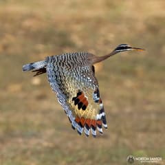 Sunbittern
