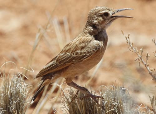 Spike-heeled Lark