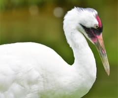 Whooping Crane