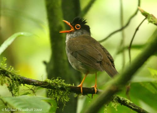 Black-headed Nightingale-Thrush