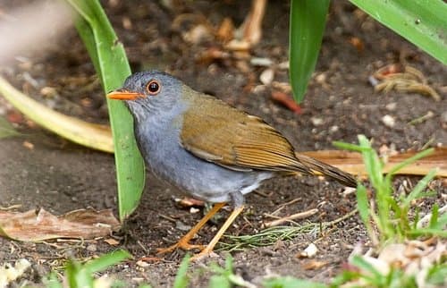 Orange-billed Nightingale-Thrush