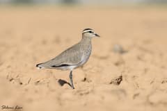 Sociable Lapwing