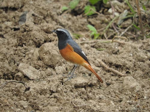 Hodgson's Redstart