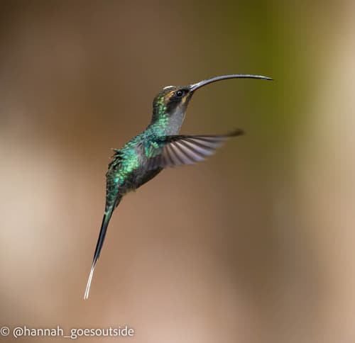 White-whiskered Hermit